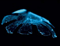 Создан искусственный организм, вопроизводящий технику перемещения живых медуз